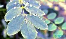 赞美露珠的句子