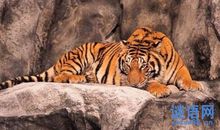 灶前老虎歇后语