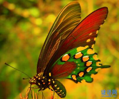 蝴蝶的寓言词