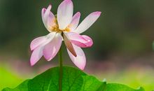 写盛开的荷花的诗句