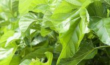 十月里的桑叶歇后语