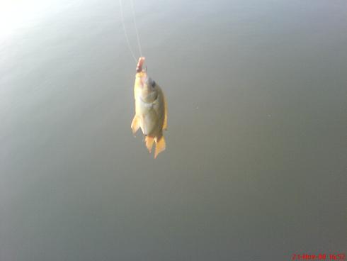 钓鱼美丽的句子