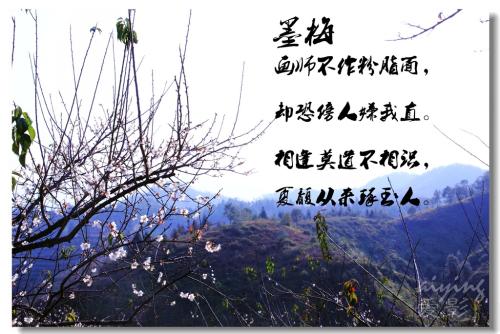 描述赞美梅花的诗句