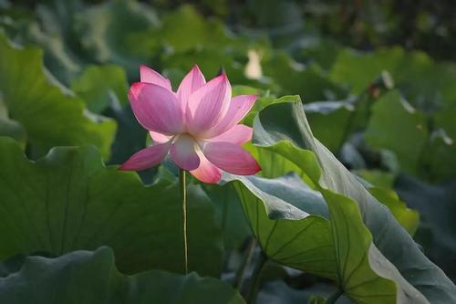 赞美盛开的莲花的诗