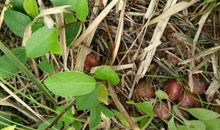 五月的石榴歇后语