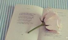 动物谚语英文翻译