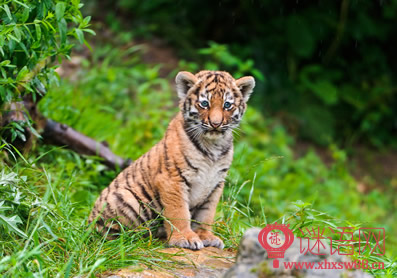 与老虎有关的寓言词