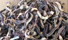 关于蚯蚓的歇后语