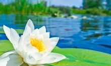 花美到窒息的古典诗句