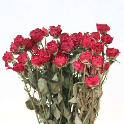 与您的妻子快乐并与您的妻子生活的句子愉快地谈论1