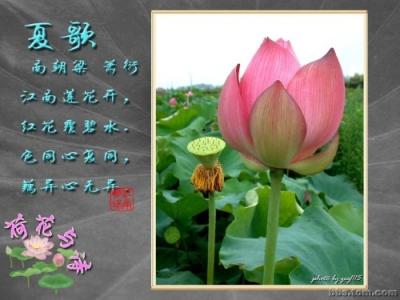 描写夏莲的诗