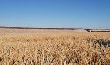 秋天的稻田比喻句