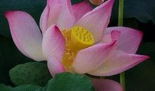 形容荷花盛开的诗句