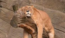 动物世界的歇后语