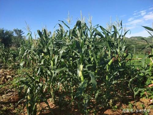 关于农作物生长的谚语