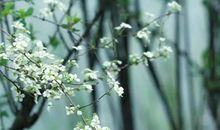 美到窒息的爱情古典诗句