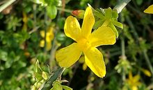 描写迎春花比喻句