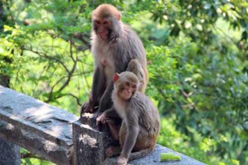 花果山猴子寓言