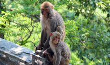 花果山猴子歇后语