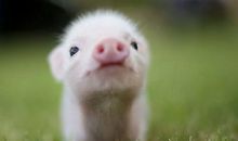 关于动物的歇后语有哪些