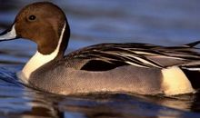 鸭子吃菠菜歇后语