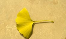 写银杏叶的比喻句