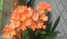 写君子兰的比喻句