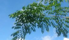 熬尽了灯油歇后语