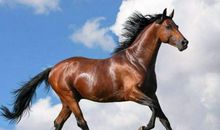 带动物名称的歇后语有哪些