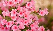 杜鹃花诗句最出名诗句