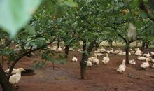 赶鸭子上树歇后语