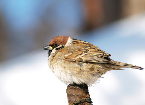 关于麻雀的寓言