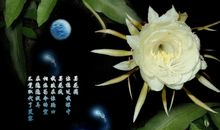 用昙花写比喻句