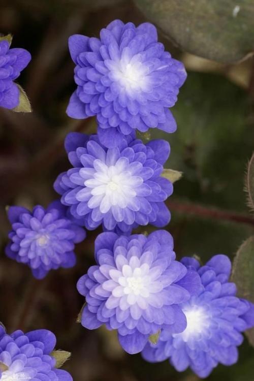 四月份的平行句子