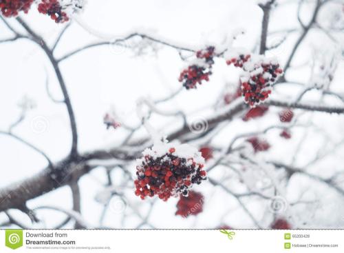 美丽的句子与冬天的树枝