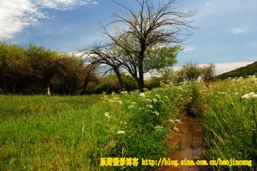 柳树在河边寓言的句子