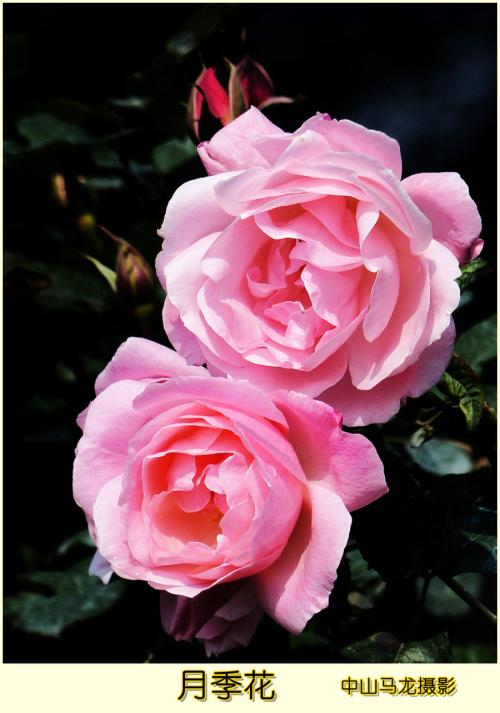 拟人化的句子上升