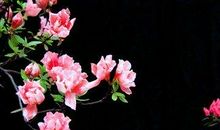 描写杜鹃花的诗句有哪些
