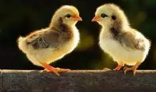 煮熟的鸭子歇后语