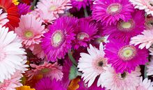 腊月的萝卜歇后语