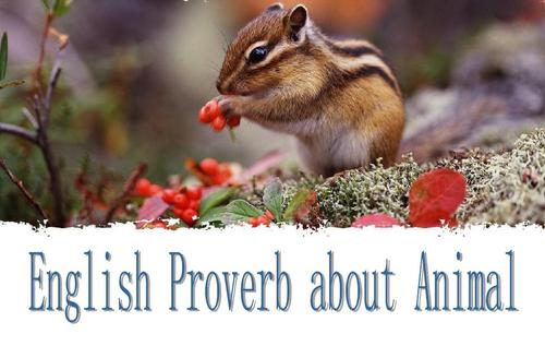 关于动物的谚语