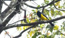 带有鸟字的成语