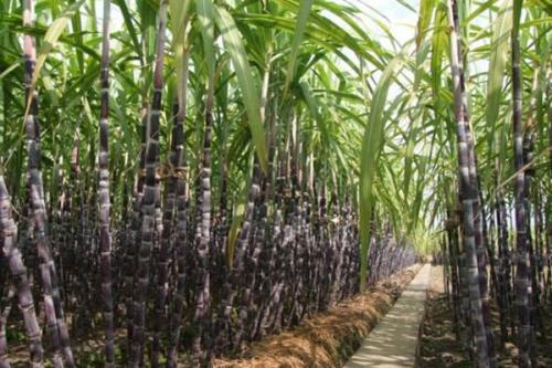 出土的甘蔗过敏症