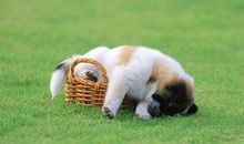 动物开头的歇后语