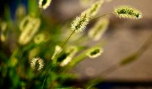 清晨景色的比喻句