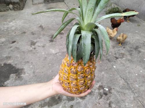 关于菠萝的寓言