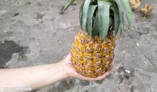 关于菠萝的比喻句