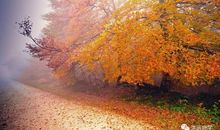 秋天的树木比喻句