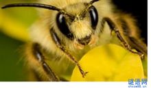 春天的蜜蜂歇后语