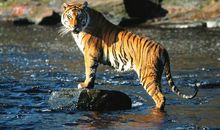 歇后语虎头铡下服刑